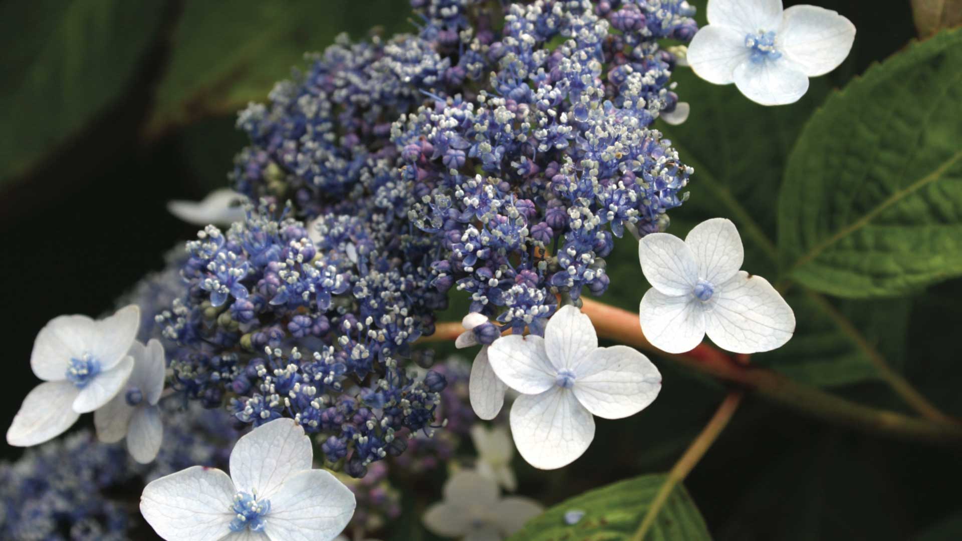 Lavender with beautiful flower blooms.