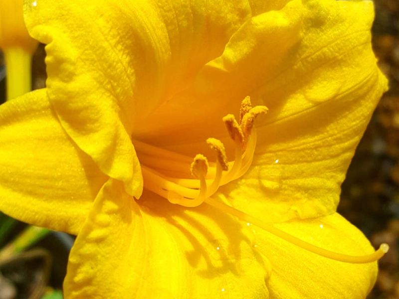 A yellow lilly flower bloom.