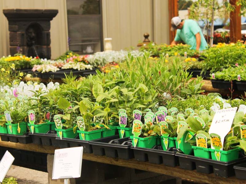 A new tray of youn perenial plants ready to go into the ground.