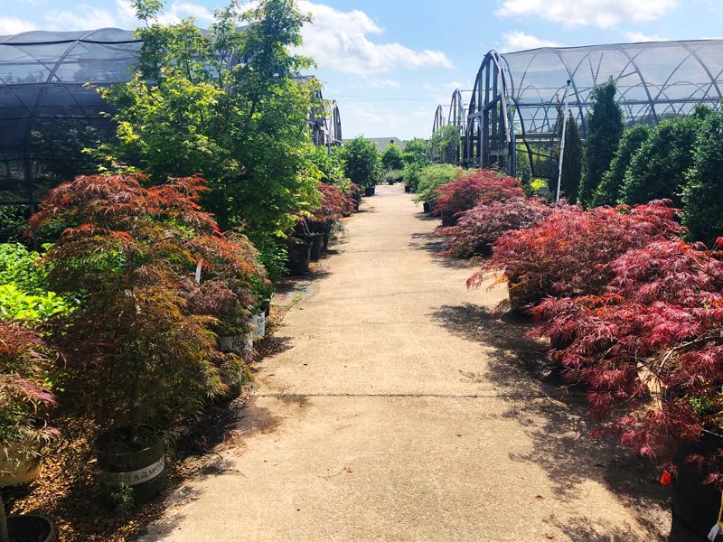 The Landscape and Garden Center offers a wide variety of Japanese Maples.