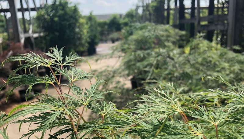 Japanese maples are a very popular accent shrub or tree for gardens.