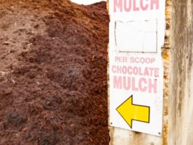 Bulk chocolate mulch at Quality Landscape and Garden Center.