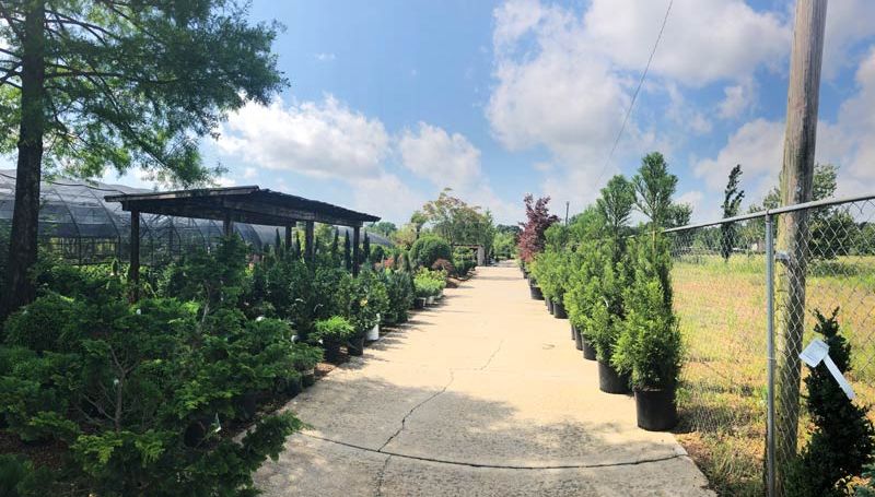 Beautiful healthy trees and shrubs that are well established.