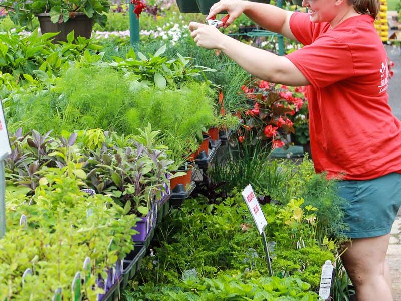 Pruning plants in the nursery at Quality Garden Center, Olive Branch, MS.