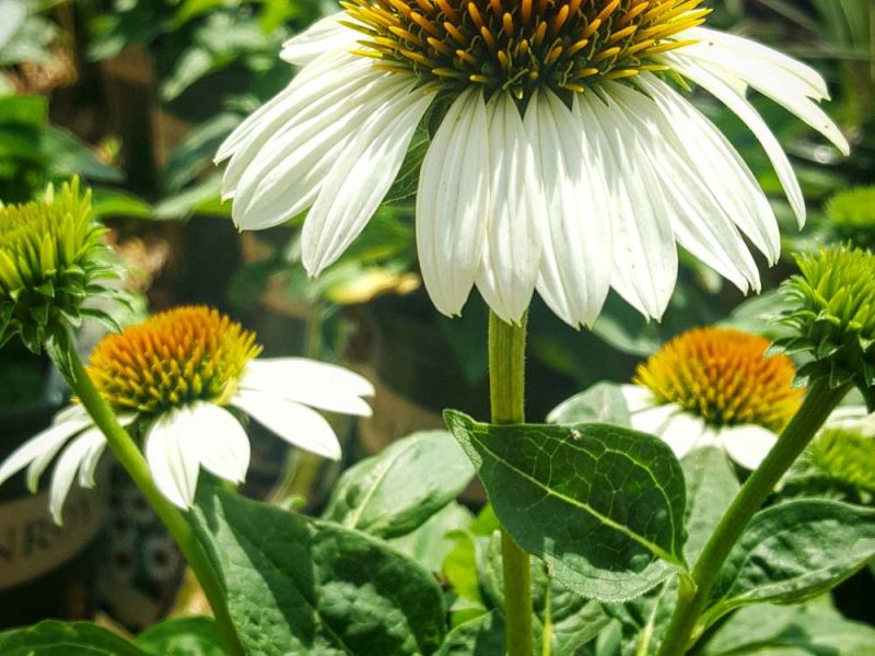 Beautiful perenial flowers for the garden.